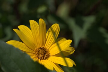 Obraz premium Close-up shot of a bright yellow wild sunflower blooming in a garden with deep green leaves