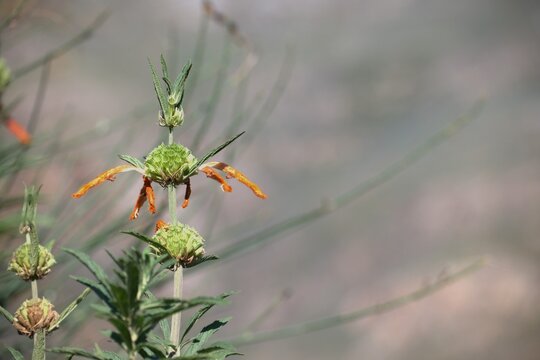 Close-up shot of a blooming orange lion's ear flower in the wild, Leonotis leonurus