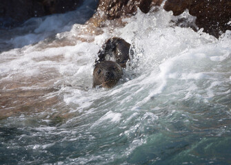 Fototapeta premium Lobo marino entrando al agua