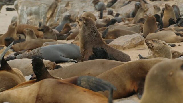 Cape cross seal colony on the skeleton coast of namibia in southern africa with a crowd of wild animals on the beach
