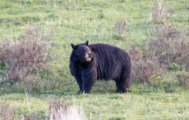 Fototapeta premium Black Bear in Yellowstone National Park Wyoming in Springtime
