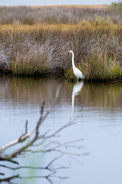 A Great Egret in salt marsh wetlands at Assateague Island National Seashore, Maryland