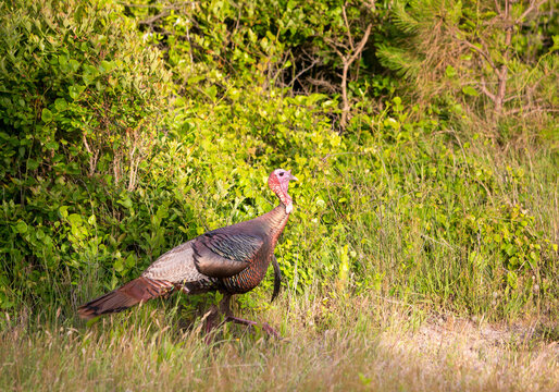 A mature adult male Wild Turkey at Assateague Island
