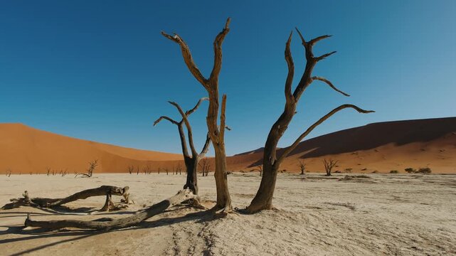 Dead trees in deadvlei, sossusvlei, namib naukluft national park, namibia