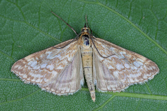 Evergestis frumentalis a moth of the family Crambidae. Larvae feed on  Descurainia sophia, flixweed, herb-Sophia and tansy mustard.