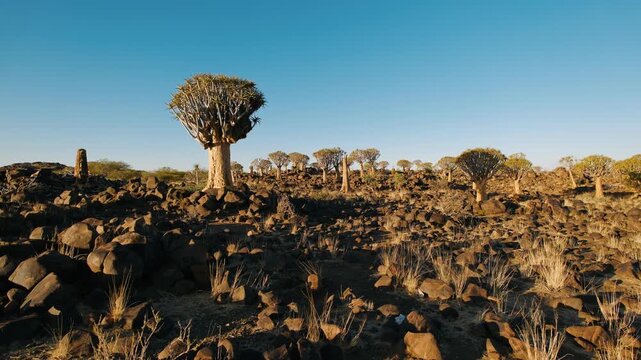 Quiver tree forest in keetmanshoop, namibia, with a rocky landscape at sunset under a clear blue sky