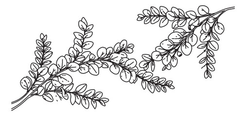 Vintage botanical eucalyptus branch illustration, hand drawn black ink foliage sketch, elegant floral line art vector for wedding invitations © Rehman