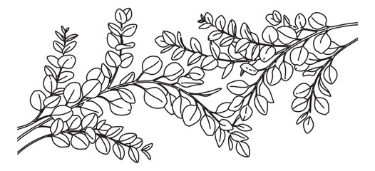 Minimalist eucalyptus branch line art, botanical silver dollar leaf vector illustration, black and white floral foliage sketch for wedding stationery © Rehman