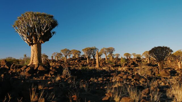 Quiver tree forest in a desert landscape in namibia under a clear blue sky, majestic aloidendron dichotomum standing tall