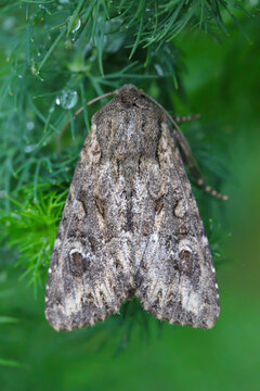 A pest, an adult insect on a dill plant in the garden. Apamea anceps, the large nutmeg, a moth of the family Noctuidae. 