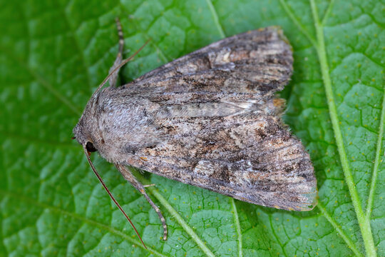 The Large Nutmeg (Apamea anceps, Parastichtis sordida), sitting on a leaf. Common Owlet Moth, Noctuidae. It larvae caled Cutworms are serious pests of cereal crops.