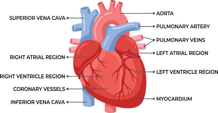 Heart anatomy diagram displays the human circulatory system with labeled structures including the aorta and ventricles.