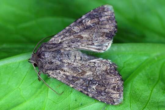 The Noctuidae, commonly known as noctuid moth or owlet moth, and it caterpillar as cutworms or armyworms, are a family of moths.