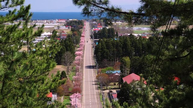 重内桜ロード