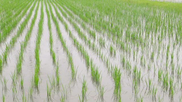 田植え直後の水田に降る梅雨の雨のスローモーション。規則正しく並ぶ苗の列。左パース。