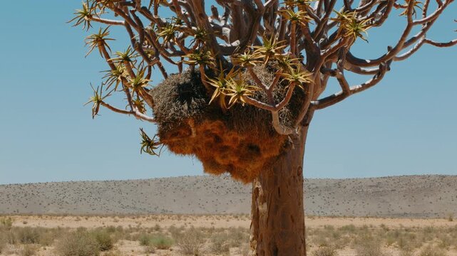 Weaver nest on a quiver tree in the arid desert landscape of namibia under a clear blue sky