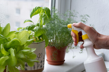 sprinkling herbs on a windowsill © Alusha