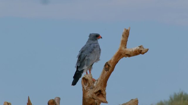 Pale chanting goshawk perching on a tree branch looking for prey in the namibian wilderness