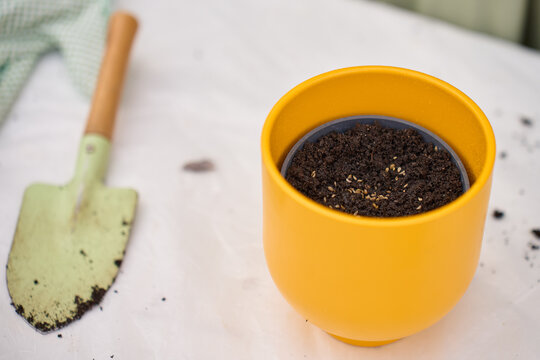 Herb seeds lie on dark soil inside yellow plant pot beside hand trowel on gardening table