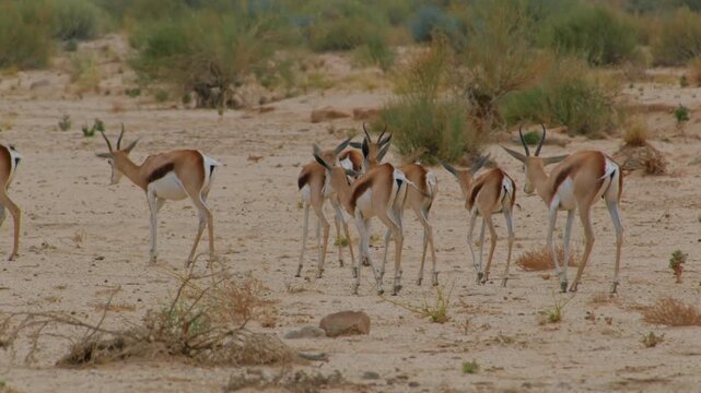 Herd of springbok antelopes walking in the arid namibian savanna during a safari adventure in southern africa