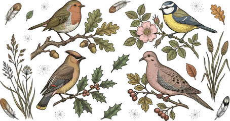 Set of vintage hand drawn forest bird vector illustrations featuring robin blue tit waxwing dove oak branches acorns holly leaves and wild feathers © MdAbusufian