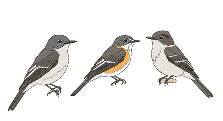 Obraz premium Vector illustration of three different species of small songbirds perched and facing different directions for nature art.