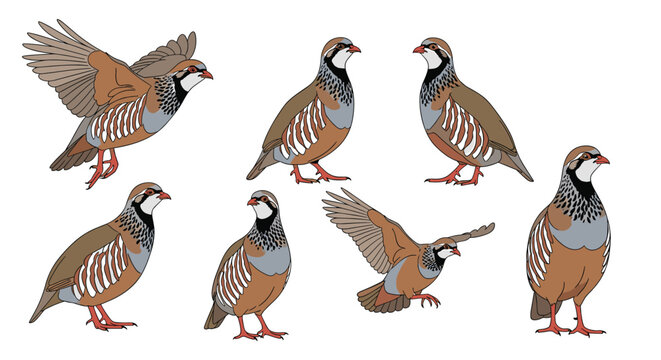 Set of red-legged partridge illustrations showing the game bird in different poses including flight perched and standing.