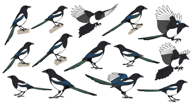 Detailed collection of european magpies depicted in various natural poses including flight and perching on a white background.