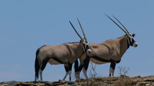 Wild oryx antelopes standing on a rocky hill in the african savannah in namibia under a clear blue sky on a sunny day