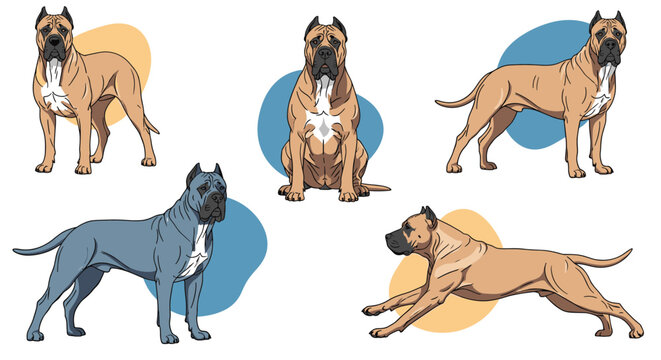 Multiple poses of cane corso dogs in both tan and blue gray colors show the powerful and muscular build of this large guardian breed of dog.