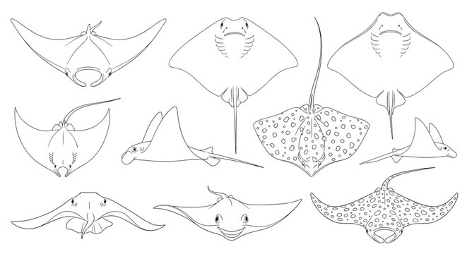 Multiple line art sketches of manta rays and eagle rays from various angles show the elegant wing like fins and long tails of these sea creatures.