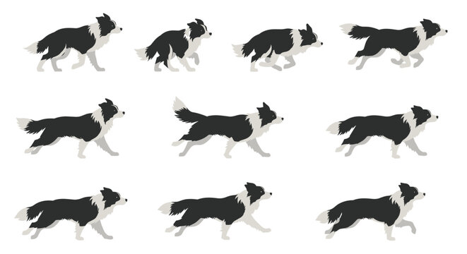 Nine frames of a border collie dog walk and run cycle animation are displayed against a clean white background for use in digital projects.