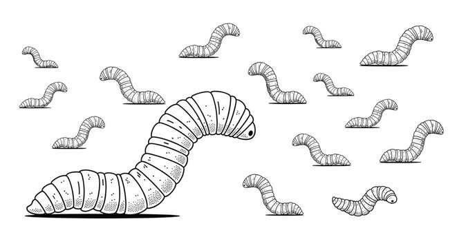 Many insect larvae or maggots are shown crawling in various directions in this detailed black and white scientific illustration.