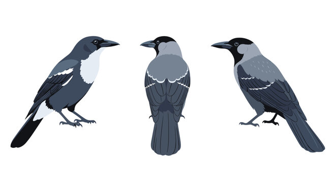 Hooded crow is illustrated from three different perspectives showing its distinctive grey and black plumage in a clean vector style.