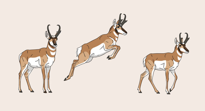 Pronghorn antelopes are depicted in three different characteristic poses including standing and leaping across a neutral background.