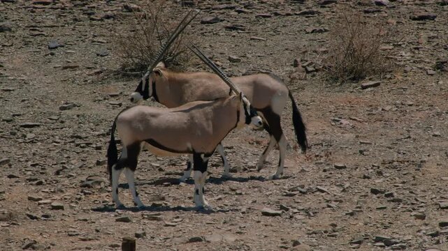 Wild gemsbok oryx in the arid desert landscape of namibia, africa