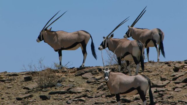 Herd of wild oryx gemsbok grazing on a rocky hill against clear blue sky in namibia, africa
