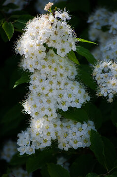 Spiraea