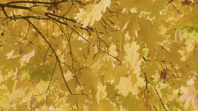 Golden maple leaves sway gently on branches against a clear blue sky. Close-up shots capture vibrant yellow hues and delicate textures. Sunlight illuminates the leaves' intricate detail