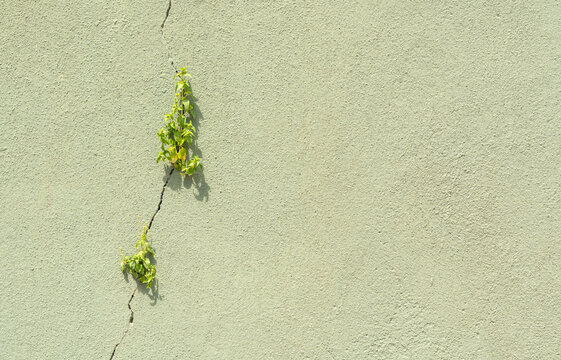 A flowering plant growing through cracked wall