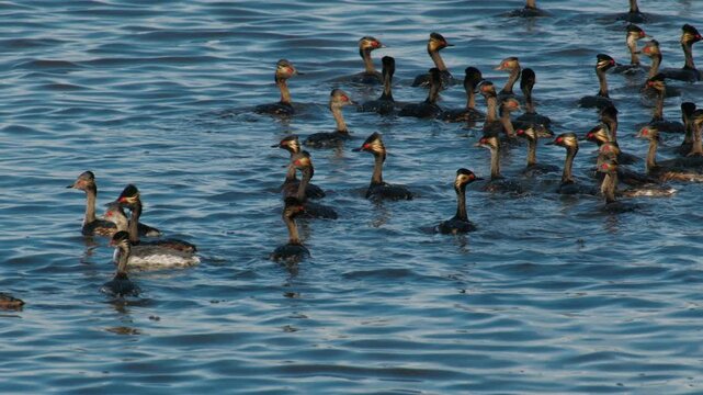 Black necked grebe flock swimming on the ocean surface in namibia. Wildlife aquatic bird colony floating in blue water waves