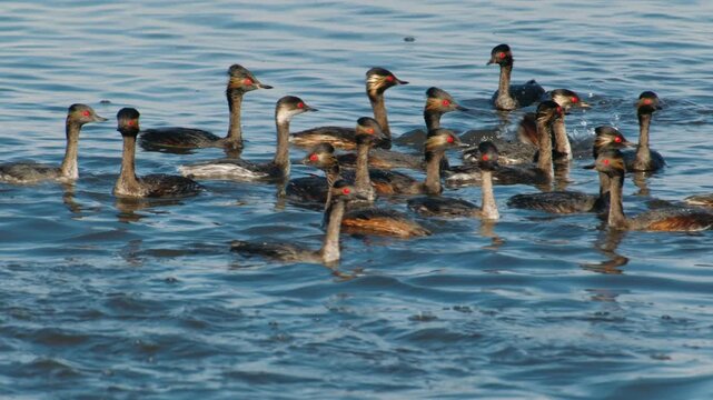 Black necked grebe flock swimming in namibian water in walvis bay for birdwatching and ornithology tourism