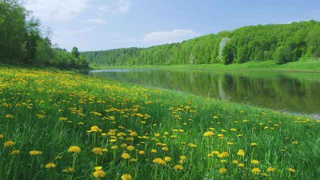 Lush green grass dotted with yellow wildflowers. Calm lake reflects forested hills and blue sky. The meadow remains vibrant across keyframes. The lake mirrors surrounding trees in sunli