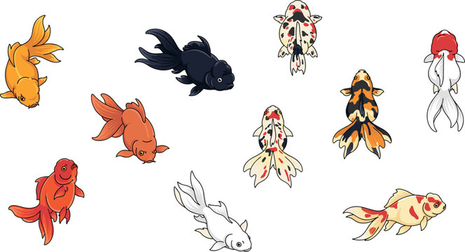 Japanese Fancy Goldfish and Koi Fish Varieties Vector Illustration Set Featuring Ryukin Ranchu Black Moor Calico Oranda and Comet Aquarium Species