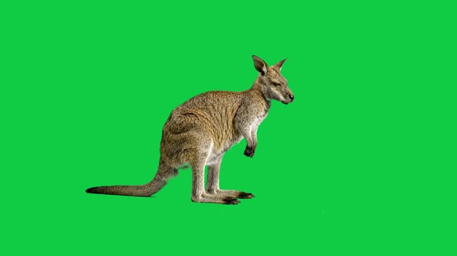 Small Kangaroo Standing and Looking Around on Green Screen