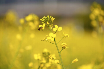 Obraz premium Bee pollinating bright yellow rapeseed flowers in a spring field with rapeseed pollination agriculture blooming environment