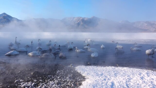 屈斜路湖のコタンのハクチョウ
