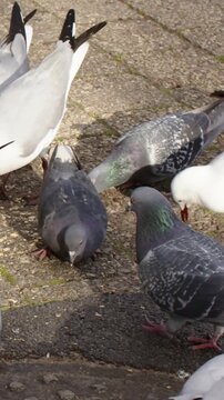 Vertical video: Attracting scattered food seagulls and pigeons pecking at pile on paved plaza