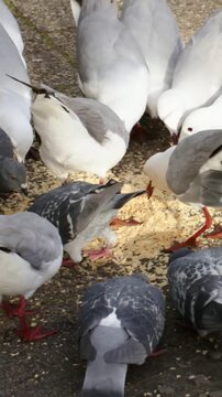 Vertical video: Crumbs luring gulls, pigeons pecking at park path for food, gripping pale strip