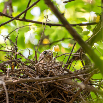Fledgling of a Eurasian sparrowhawk (Accipiter nisus) in a wild bird nest, transitioning from white down to adult plumage.